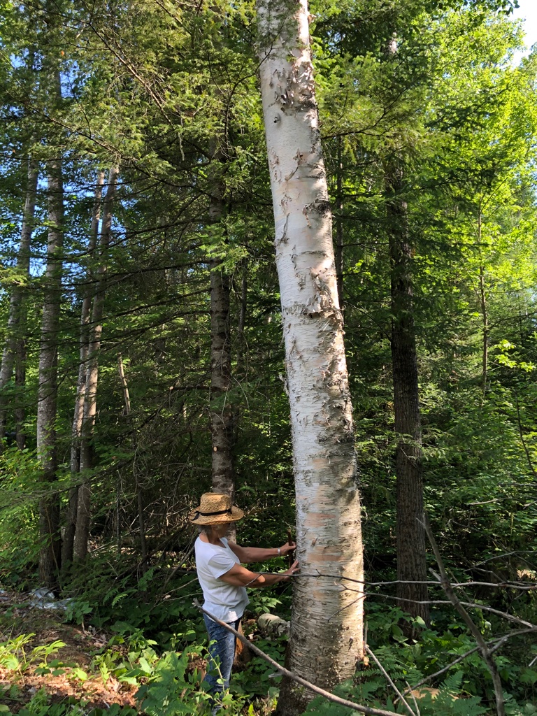 Birch bark canoe building — Sarazin family archive