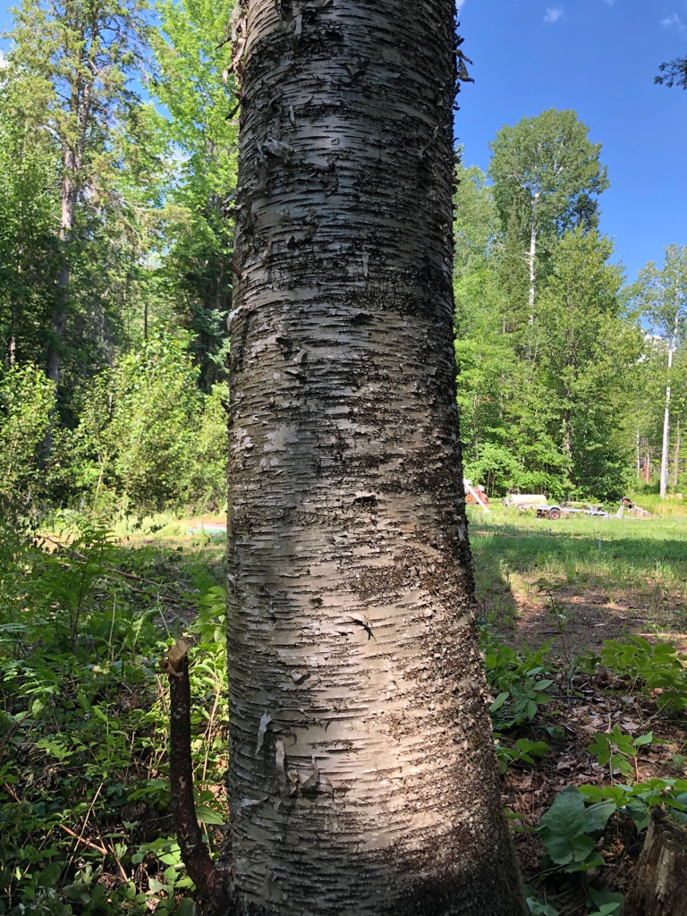 Birch bark canoe building — Sarazin family archive
