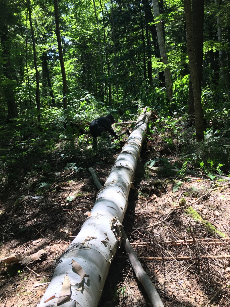 Birch bark canoe building — Sarazin family archive