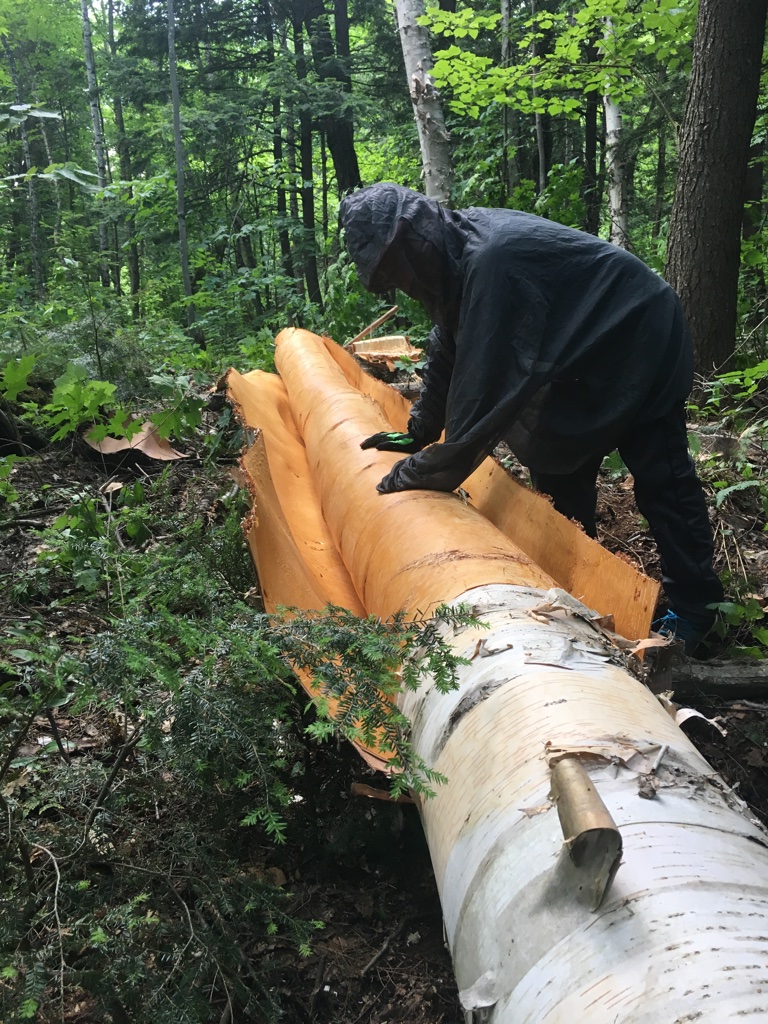 Birch bark canoe building — Sarazin family archive