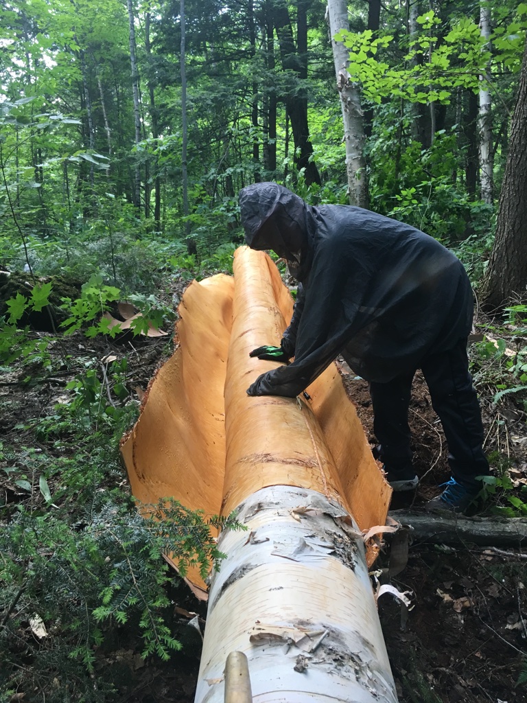 Birch bark canoe building — Sarazin family archive