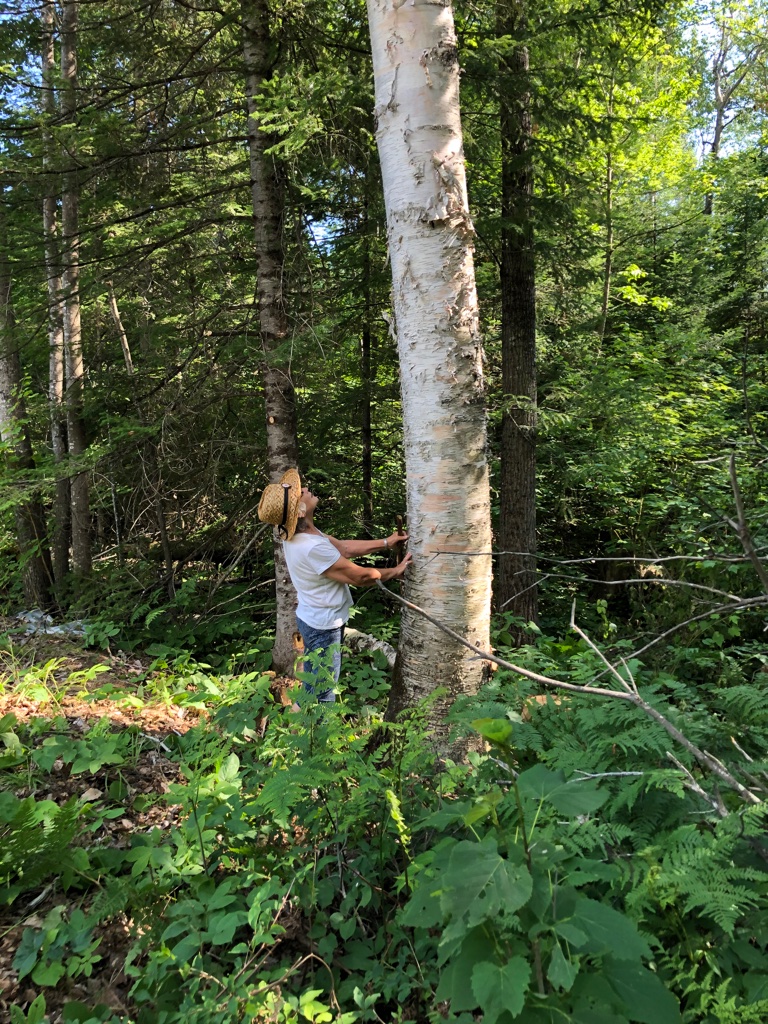 Birch bark canoe building — Sarazin family archive