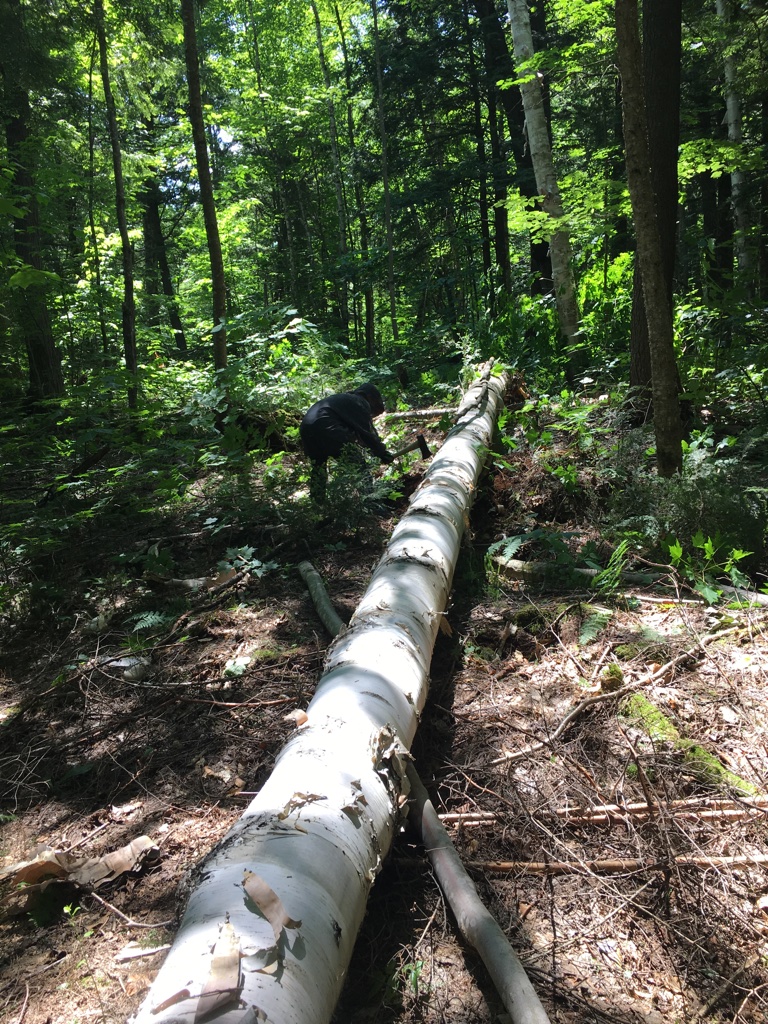 Birch bark canoe building — Sarazin family archive